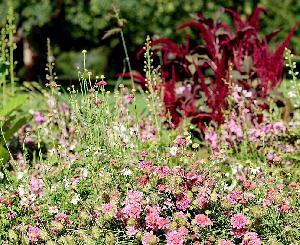 Karlsruhe: Sommerblumen stehen bei botanischer Führung im Mittelpunkt